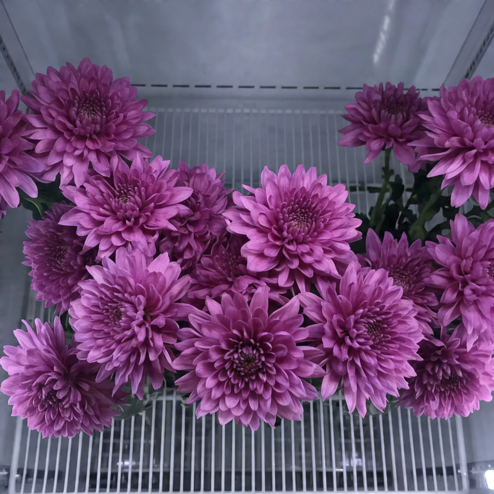 Kasımpatı (Chrysanthemum) lila-mor | Işıkcan Flora Shop