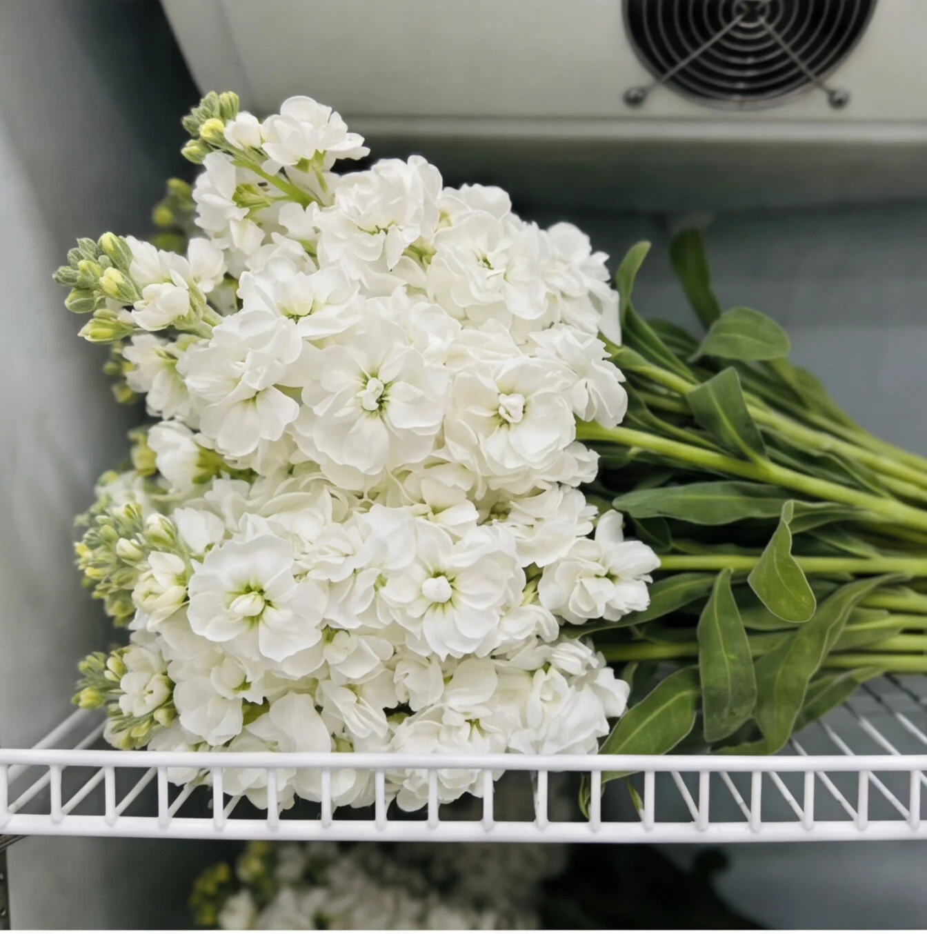 şebboy beyaz | Işıkcan Flora Shop