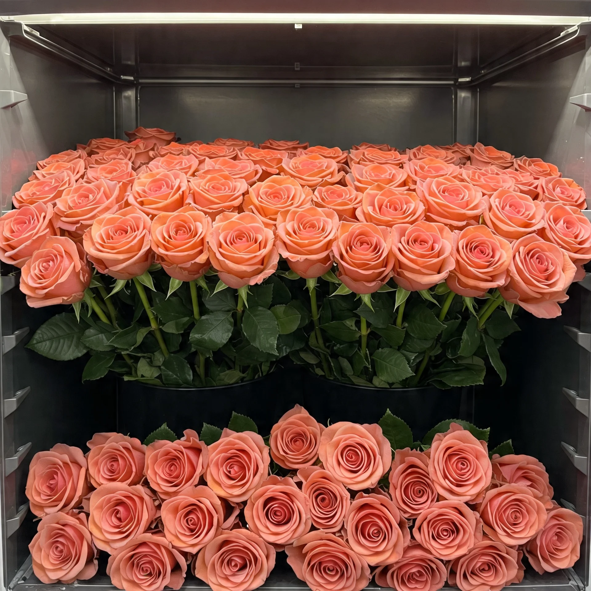 gül somon | Işıkcan Flora Shop